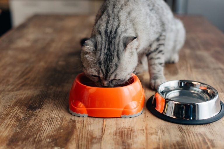 Combien de calories contiennent les croquettes d'un chat ?