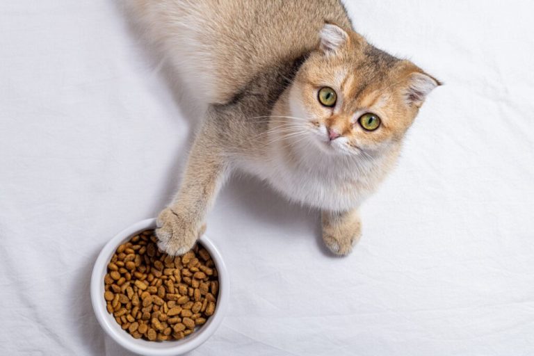 Quel est le goût des croquettes pour chats ?